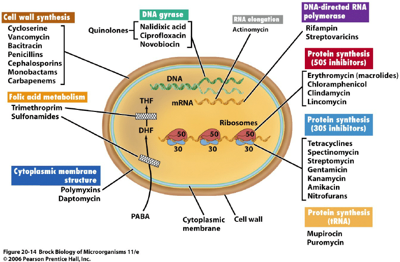 المضادات الحيوية للبكتيرية Antibacterial Antibiotics المضادات المتخصصة