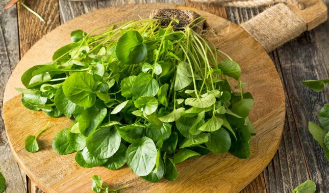 10 Impressive Health Benefits Of Watercress Watercress Is A Type Of 10-impressive-health-benefits-of-watercress-watercress-is-a-type-of