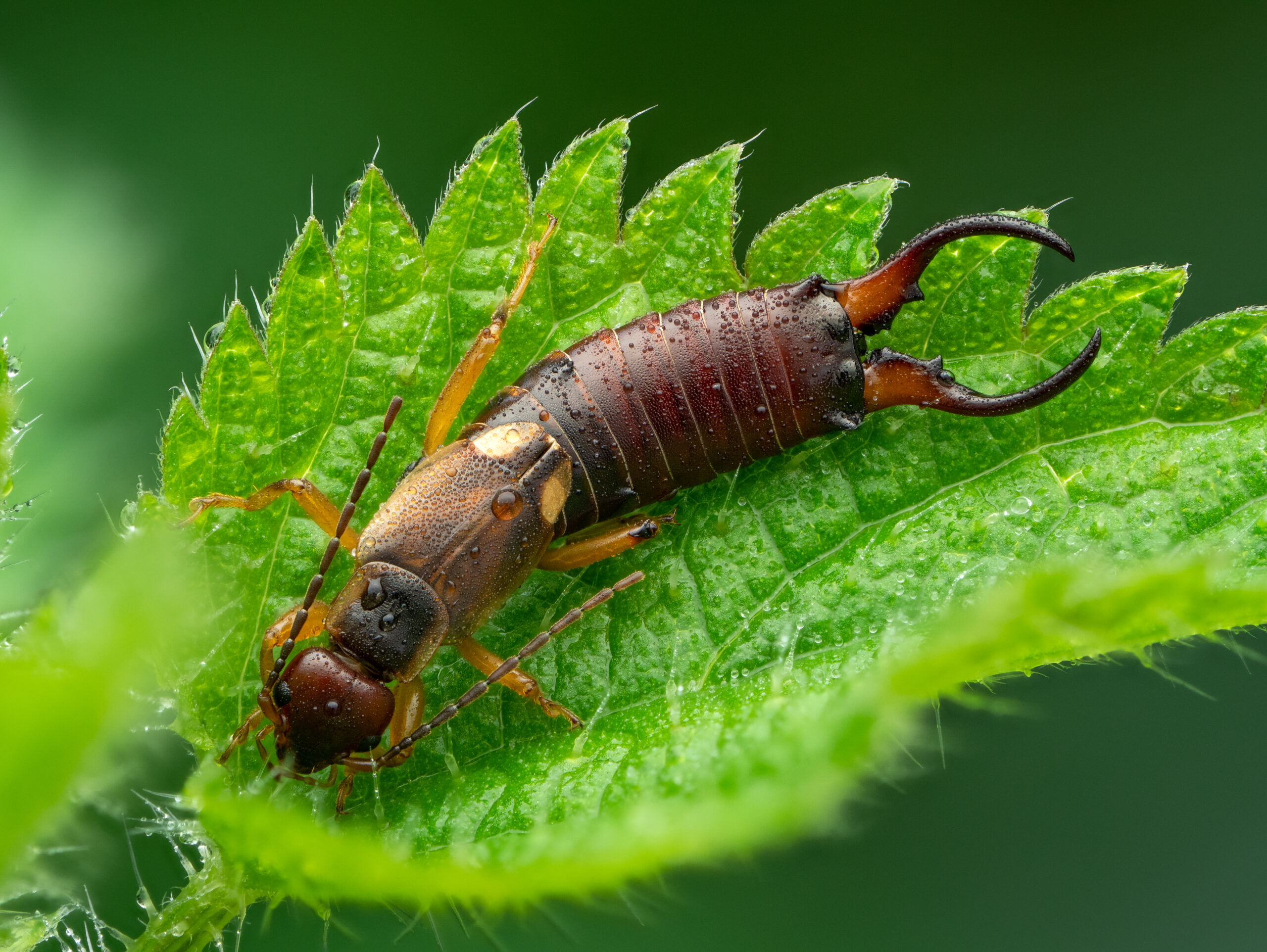 إبرة العجوز الشائعة أو إبرة العجوز الأوروبية Common earwig or European