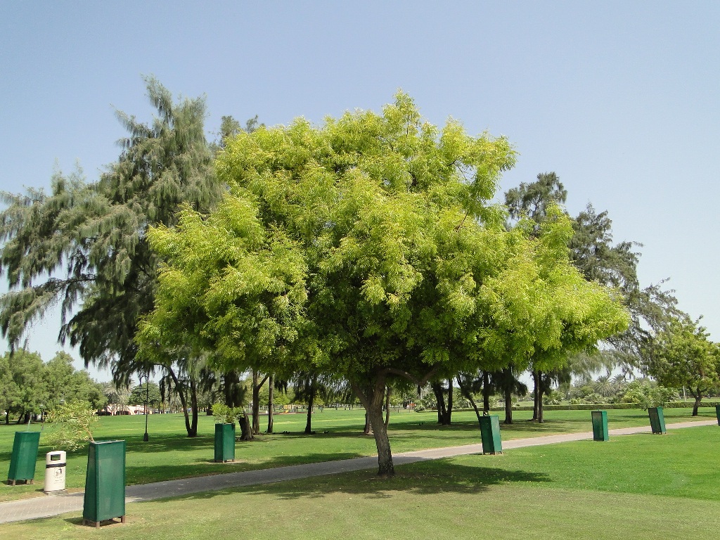 شجرة النيم أو الأزدراخت Azadirachta Indica Neem موطنها الأصلي الهند