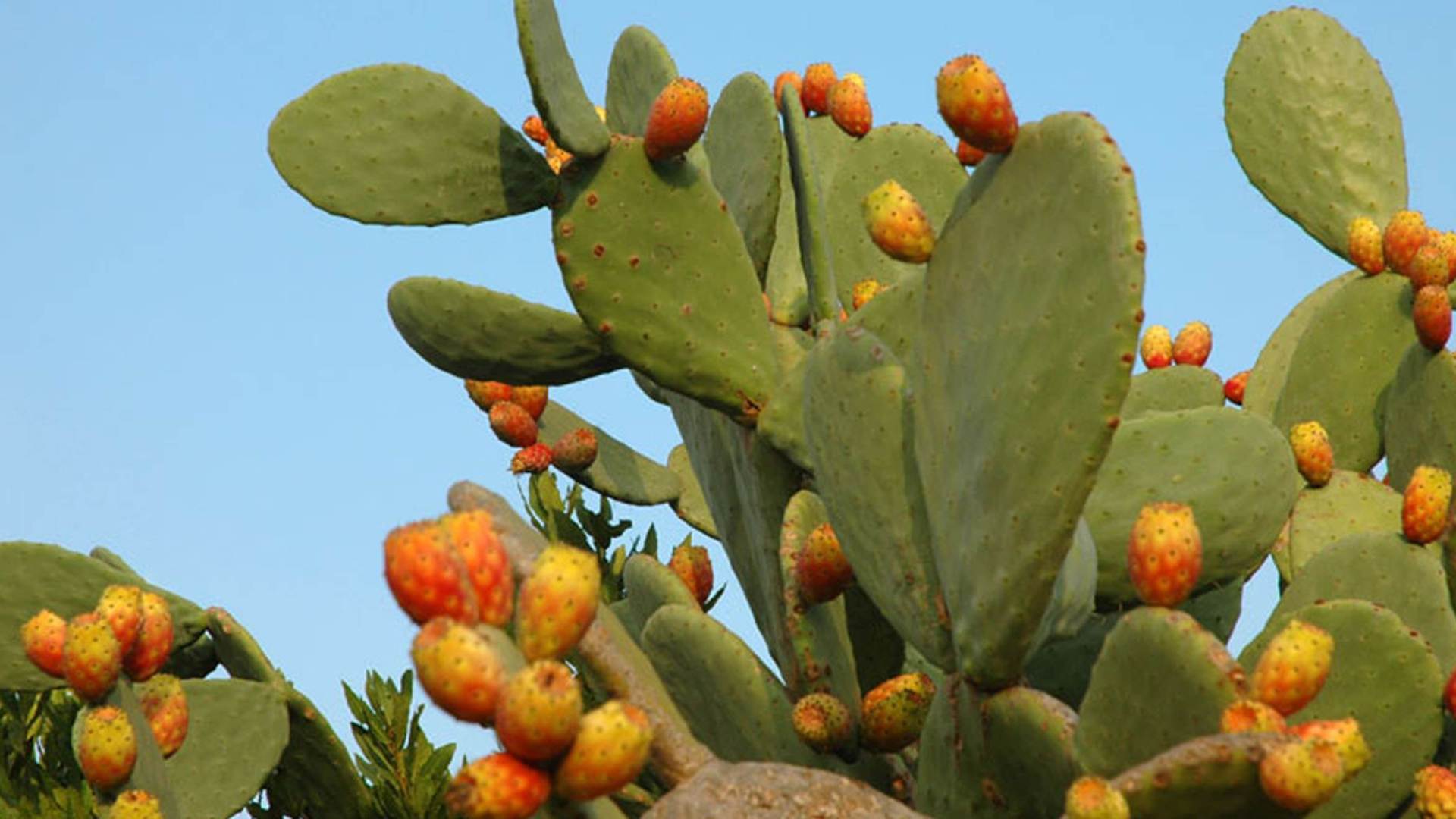 Opuntia Ficus Indica