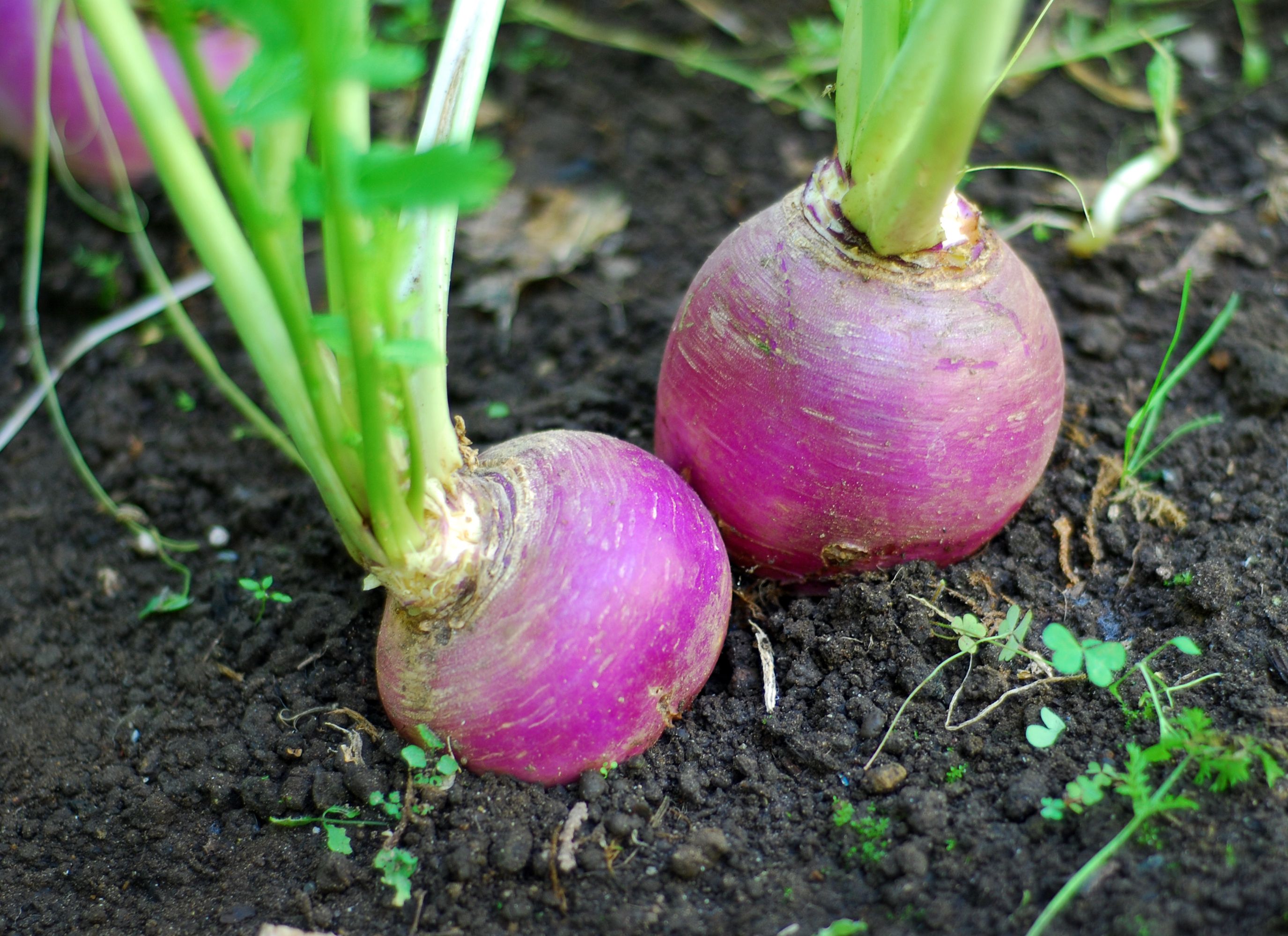 this-nutrient-also-improves-iron-absorption-and-helps-regulate-blood