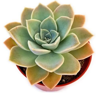 Echeveria Hybrida