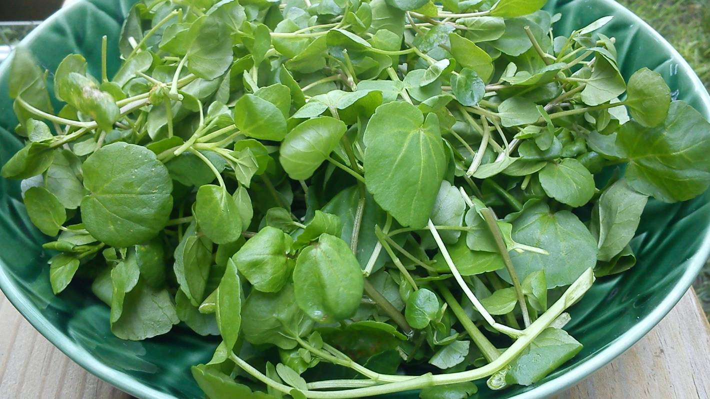 Antioxidants Improve Heart Health Watercress Contains The Antioxidants how-to-grow-watercress-diy-garden