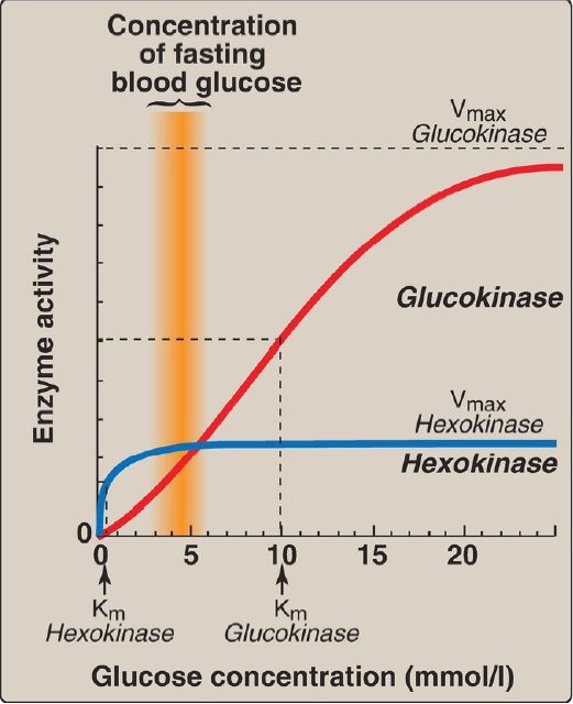 Glycolysis Reactions