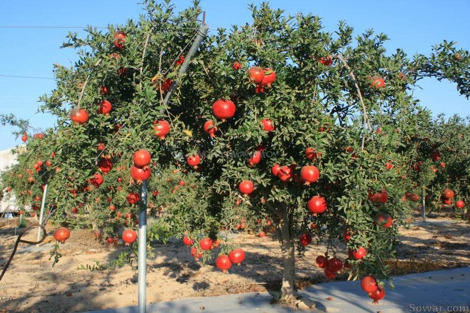 زهرة الرمان