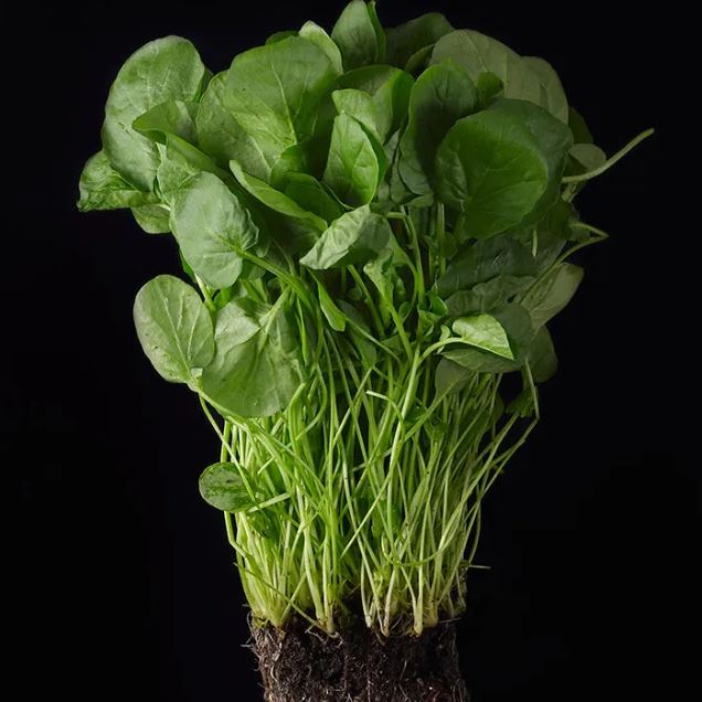Lutein and zeaxanthin have also been linked to a lower risk of