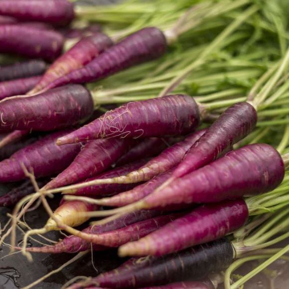 A Test Tube Study Examining The Effects Of Purple Carrot Extract On Reducing Intestinal Cell