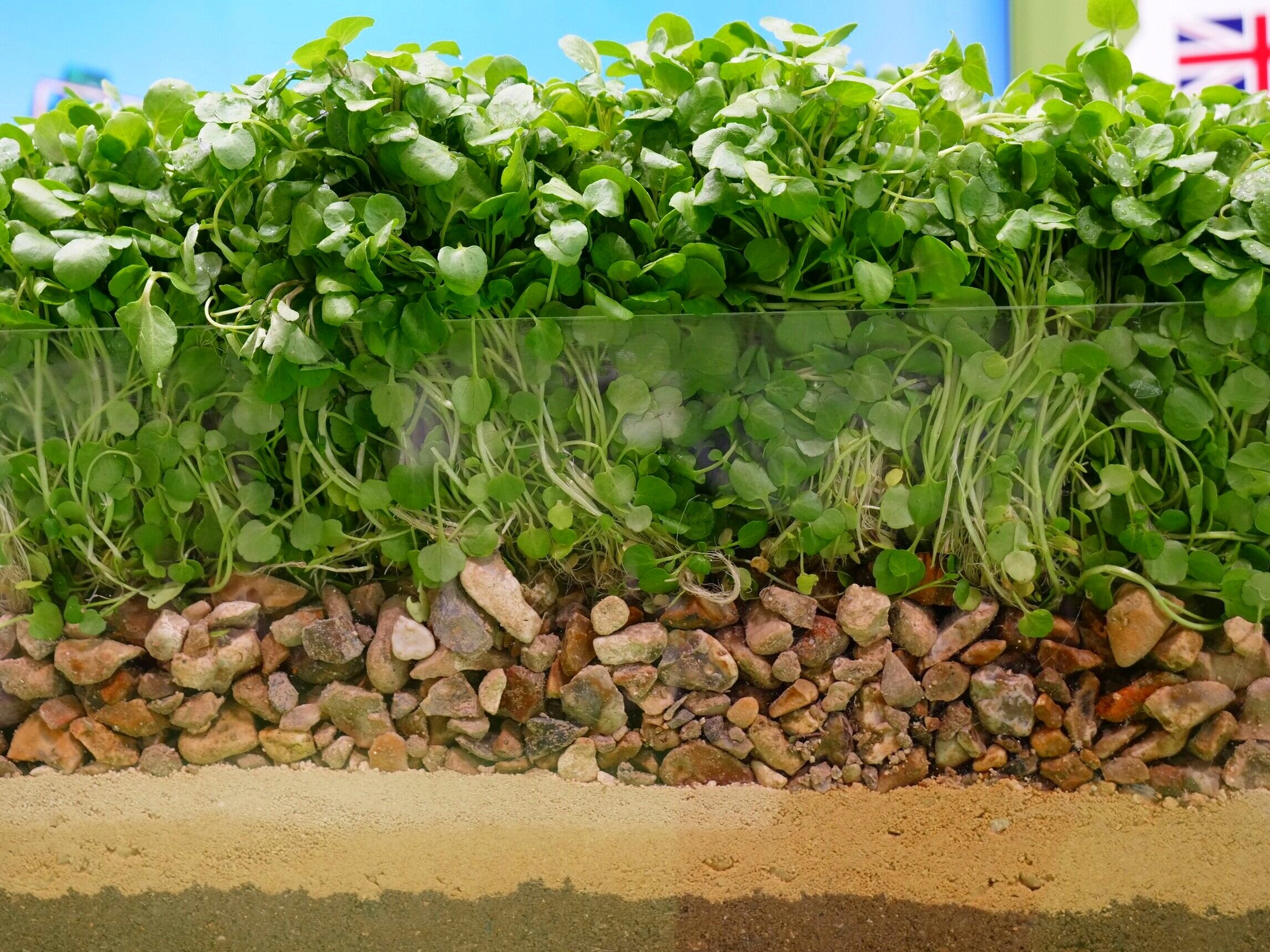 Beneficial For Heart Health In Many Impressive Ways Eating Watercress 
