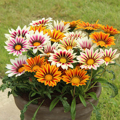 زهرة الجازانيا أو غازانيا Gazania وهي من الزهور الحولية الصيفية وتنتمي الى  فصيلة النجمية, موطنة الأصلي جنوب أفريقيا, سريعة النمو، يصل أرتفاعها من 10-  20 سم, متعددة الألوان, تعتبر من النباتات المزهرة