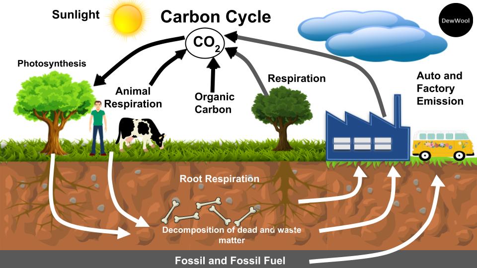 What Is Combustion In The Carbon Cycle