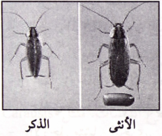 رتبة الصراصير Blattodea