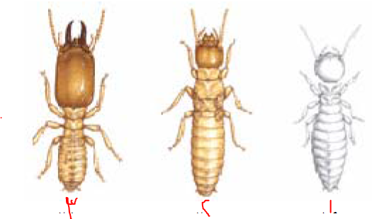 رتبة متساوية الأجنحة رتبة النمل الأبيض Isoptera