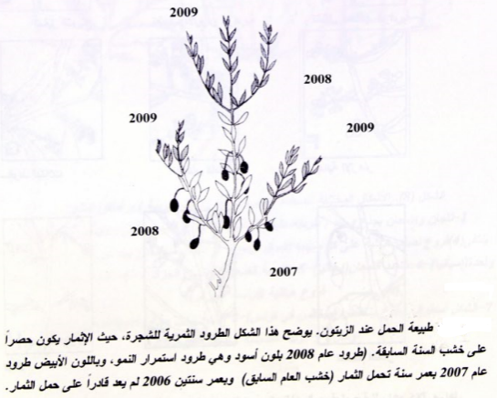بيولوجيا الازهار والاثمار عند شجرة الزيتون