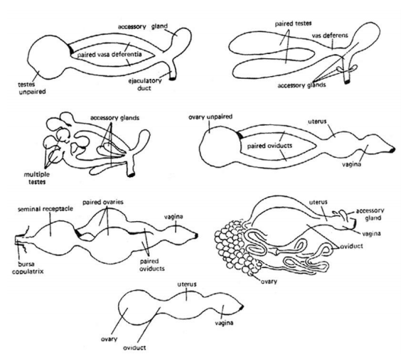 الجهاز التناسلي للاكاروسات Reproductive System