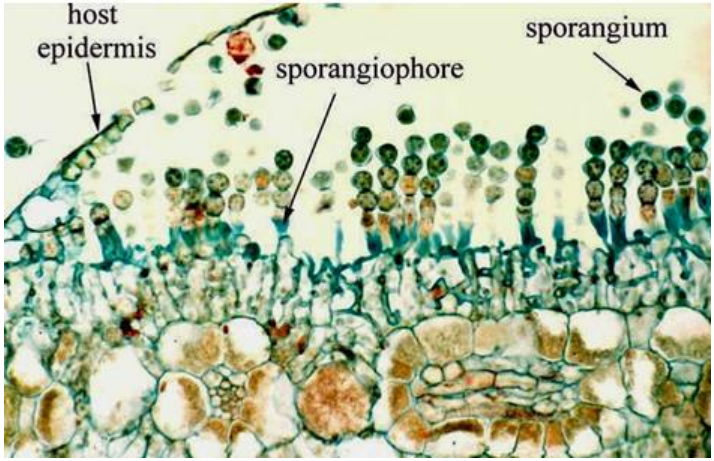 الصدأ الأبيض على الصليبيات White rust of crucifers