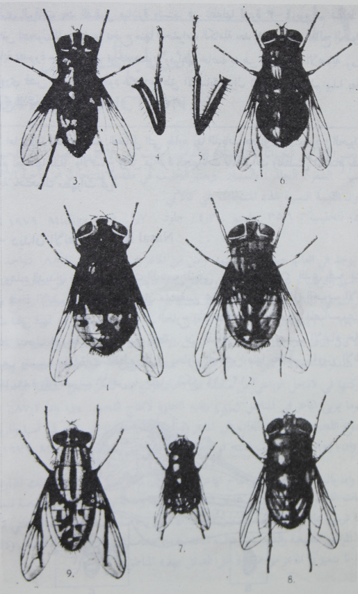 ذبابة اللحم (ذبابة السرؤ) Sheep blowfly