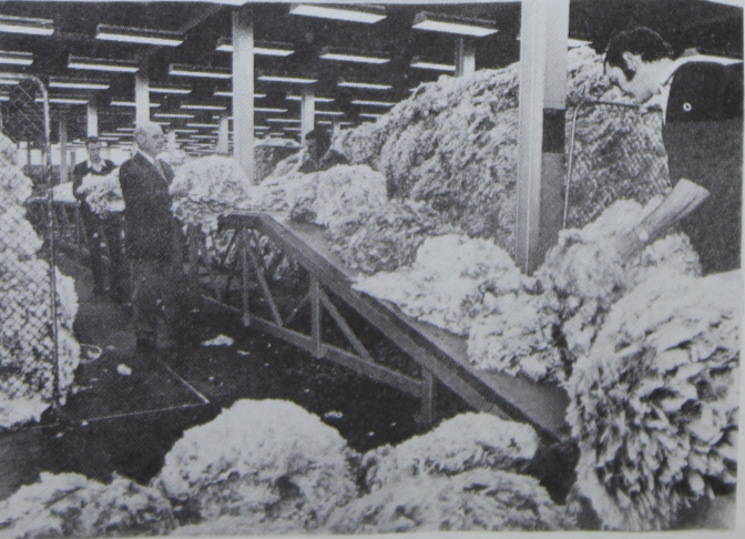 جز صوف الاغنام Shearing (العمليات الحقلية للأغنام)