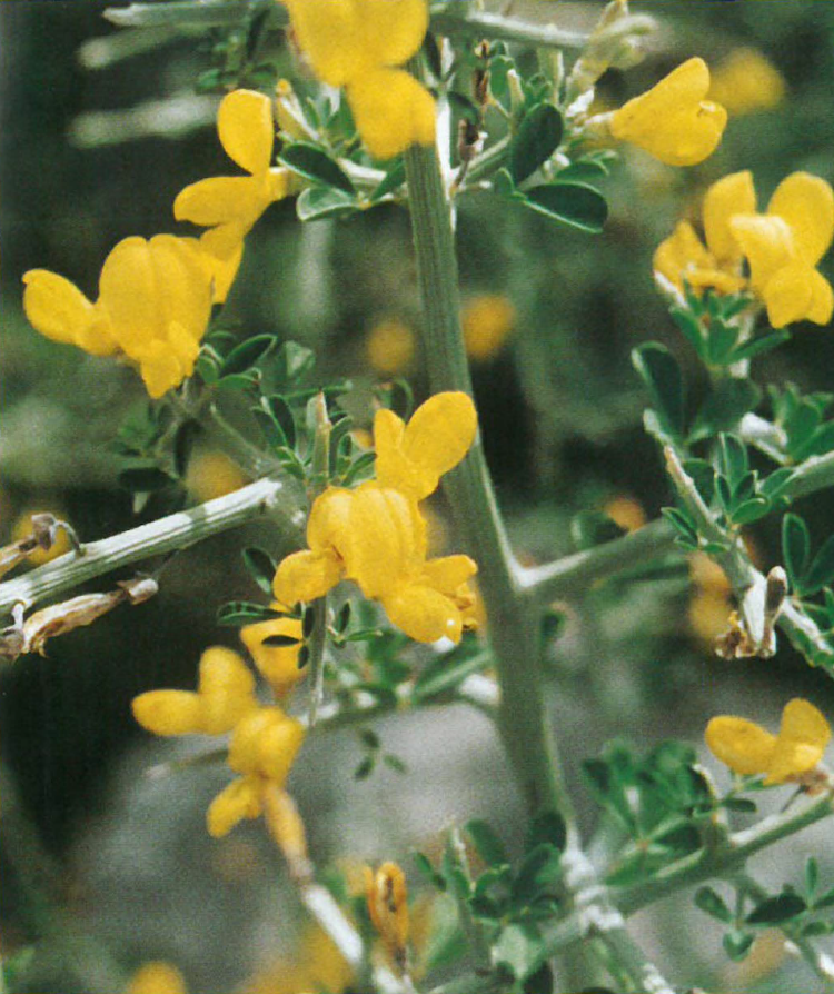 قندول وبر، دار شيشعان، عود البرق Calycotome villosa