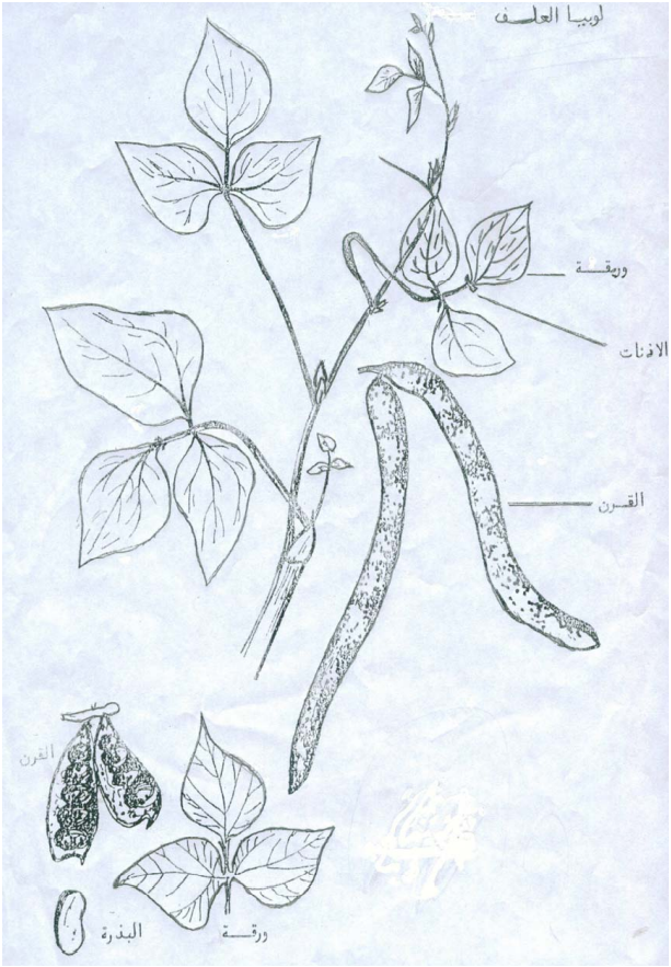لوبيا العلف Cowpea