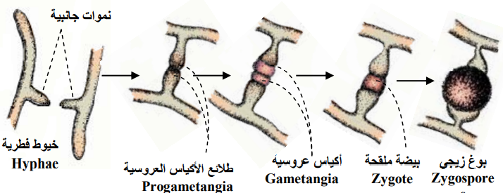 تصنيف الفطريات وطرائق تكاثرها