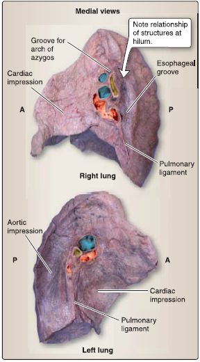 pulmonary ligament cadaver