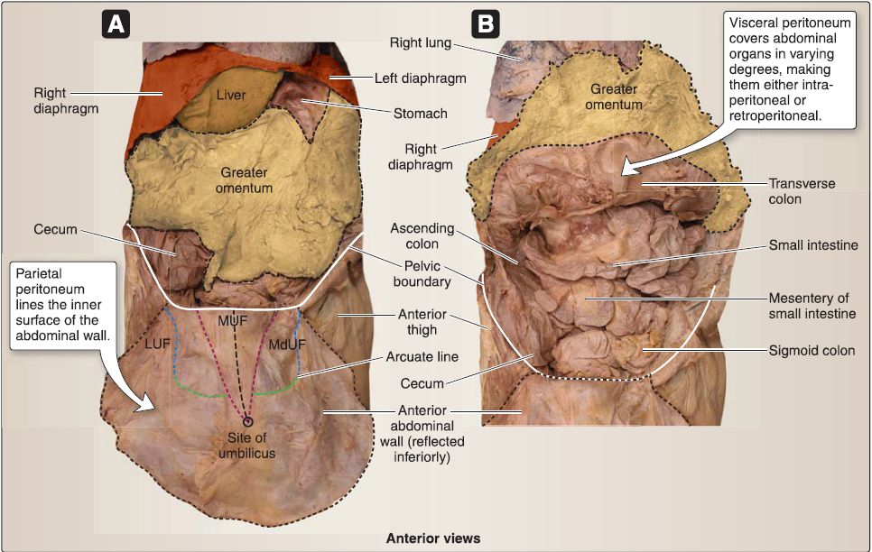 omental foramen cadaver