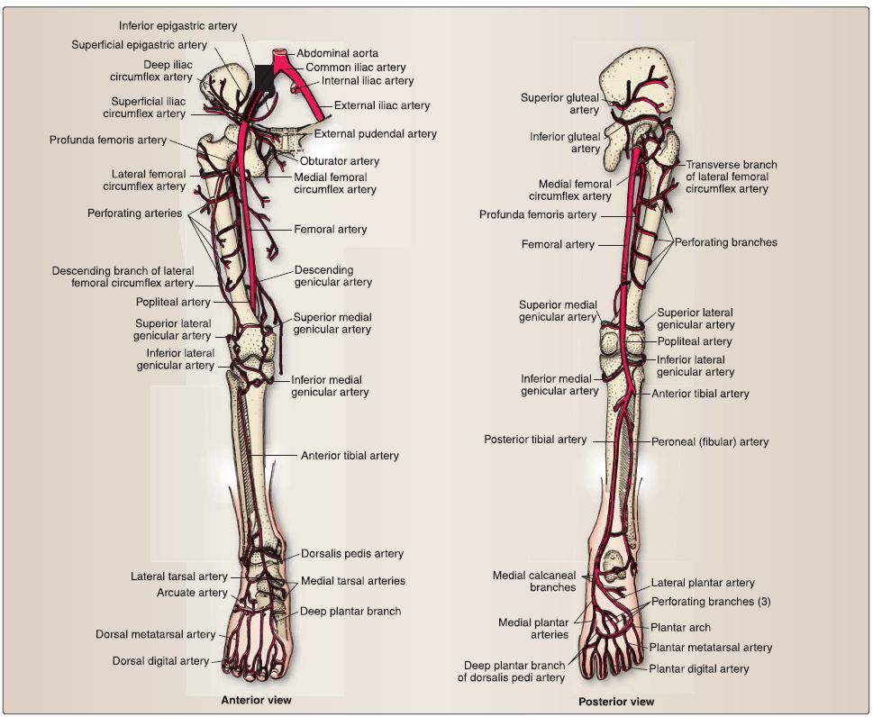 Fascia lata: Anatomy and blood supply