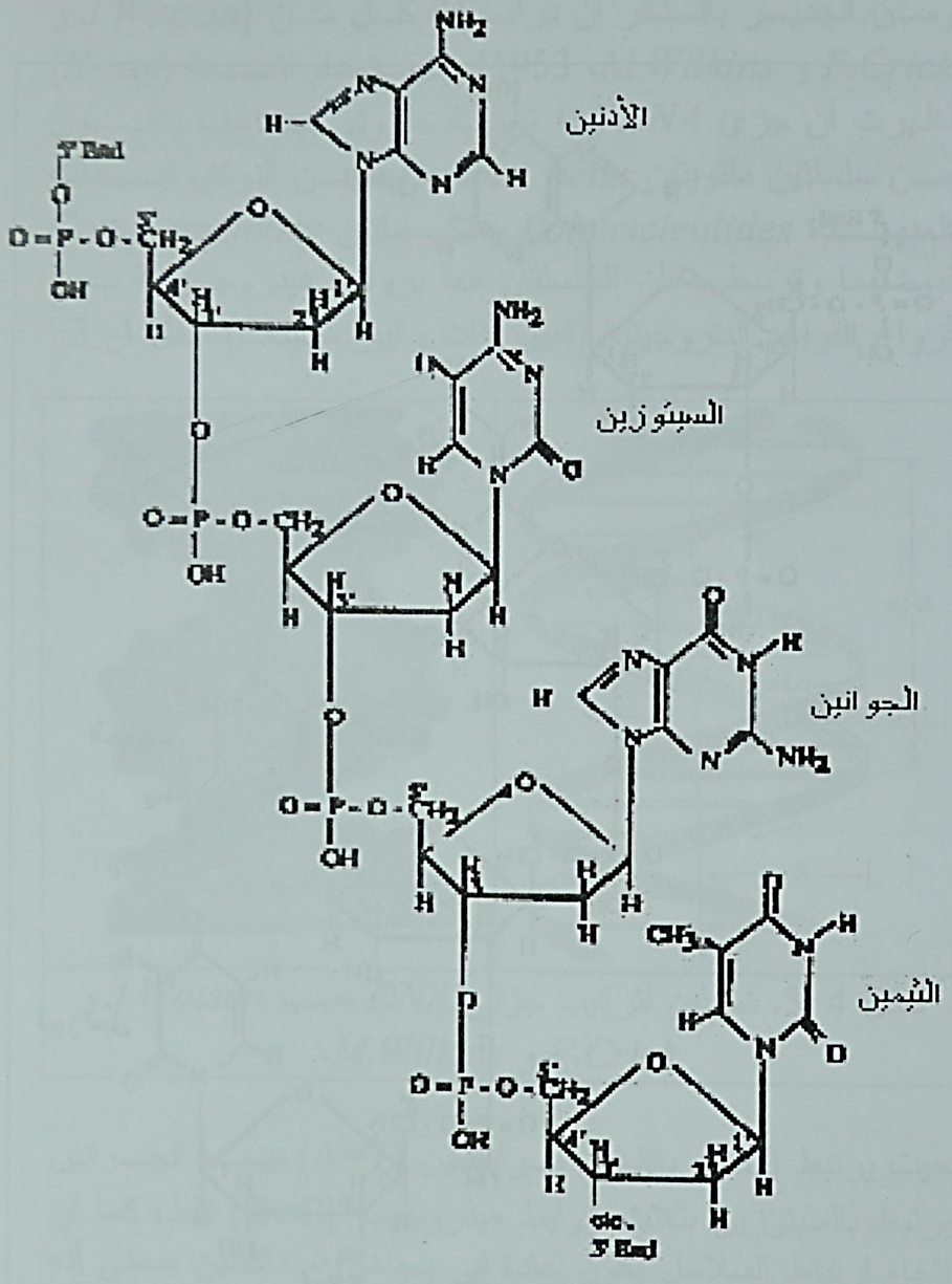 ارتباط النوكليتيدات وتكوين جزيئات Dna و Rna