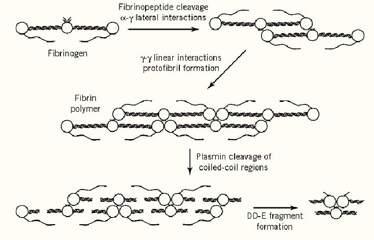 fibrin structure