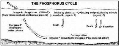 الوصف: 400px-Phoscycle-EPA