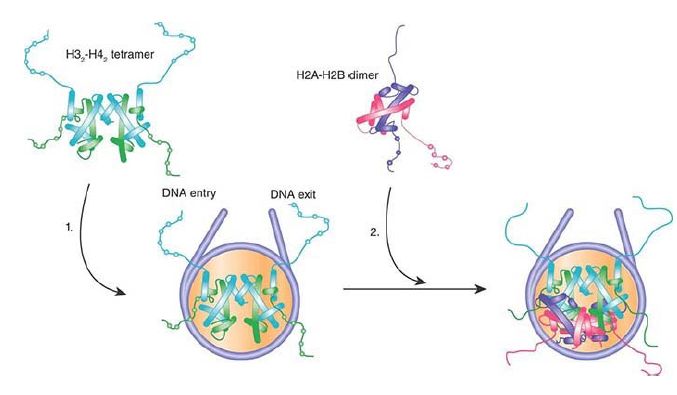 Replication Of Chromatin Requires Assembly Of Nucleosomes