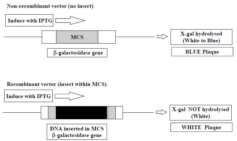 the-cloning-process