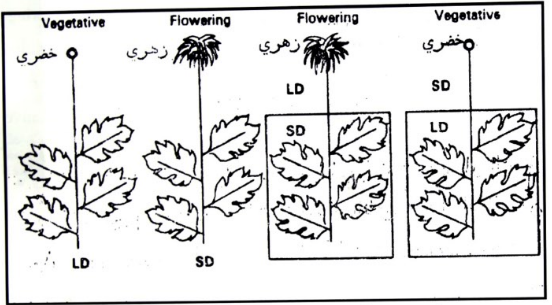 فسيولوجيا الازهار Physiology Of Flowering