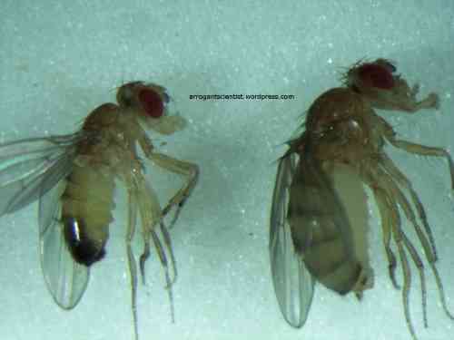 الوصف: Drosophila genitals, side view. (Male left, female, right).