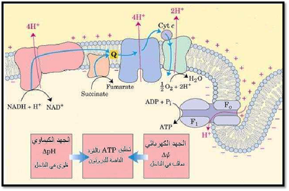 ما عدد جزيئات Atp الناتجة من التنفس الخلوي