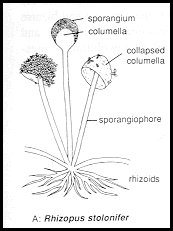 zygomycota sporangium