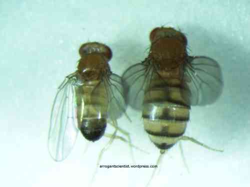 الوصف: Male (left) and Female (right) wild-type Drosophila (OregonR)