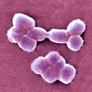 الوصف: bacteriaacinetobacter