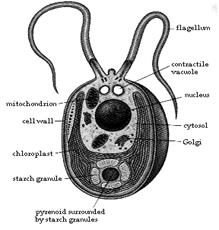 الوصف: Chl_chlamydomonas_draw