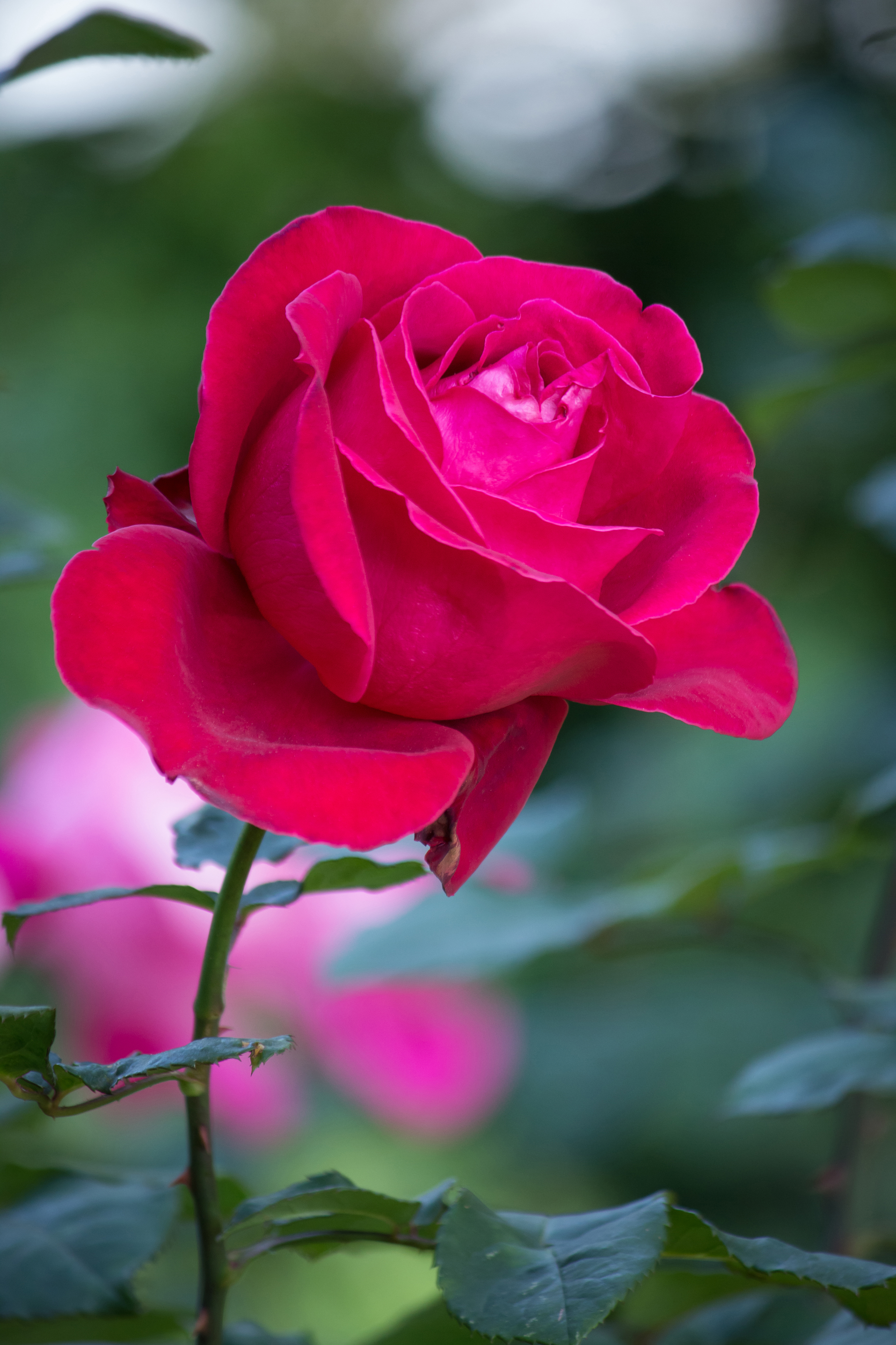 زهور