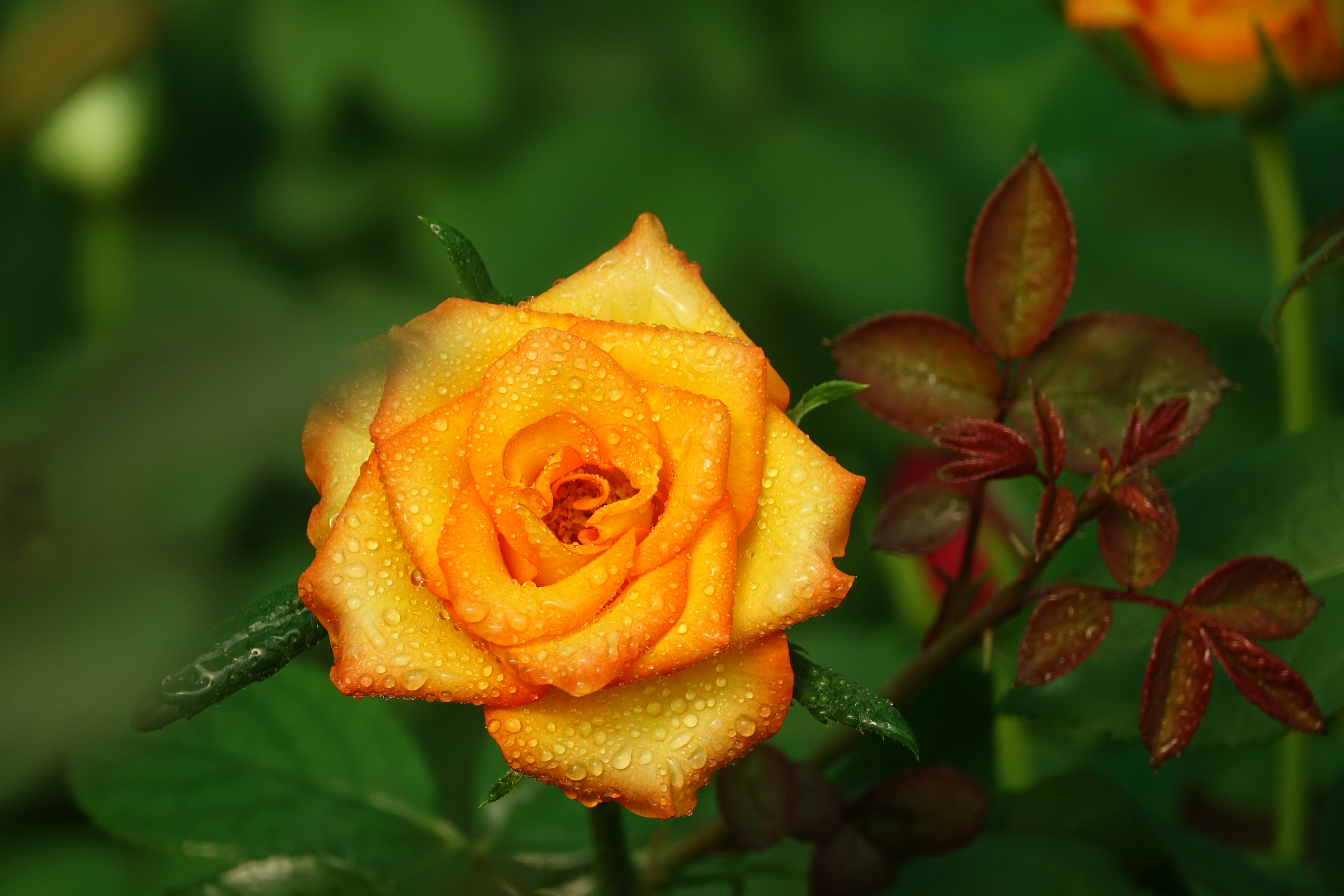 زهور
