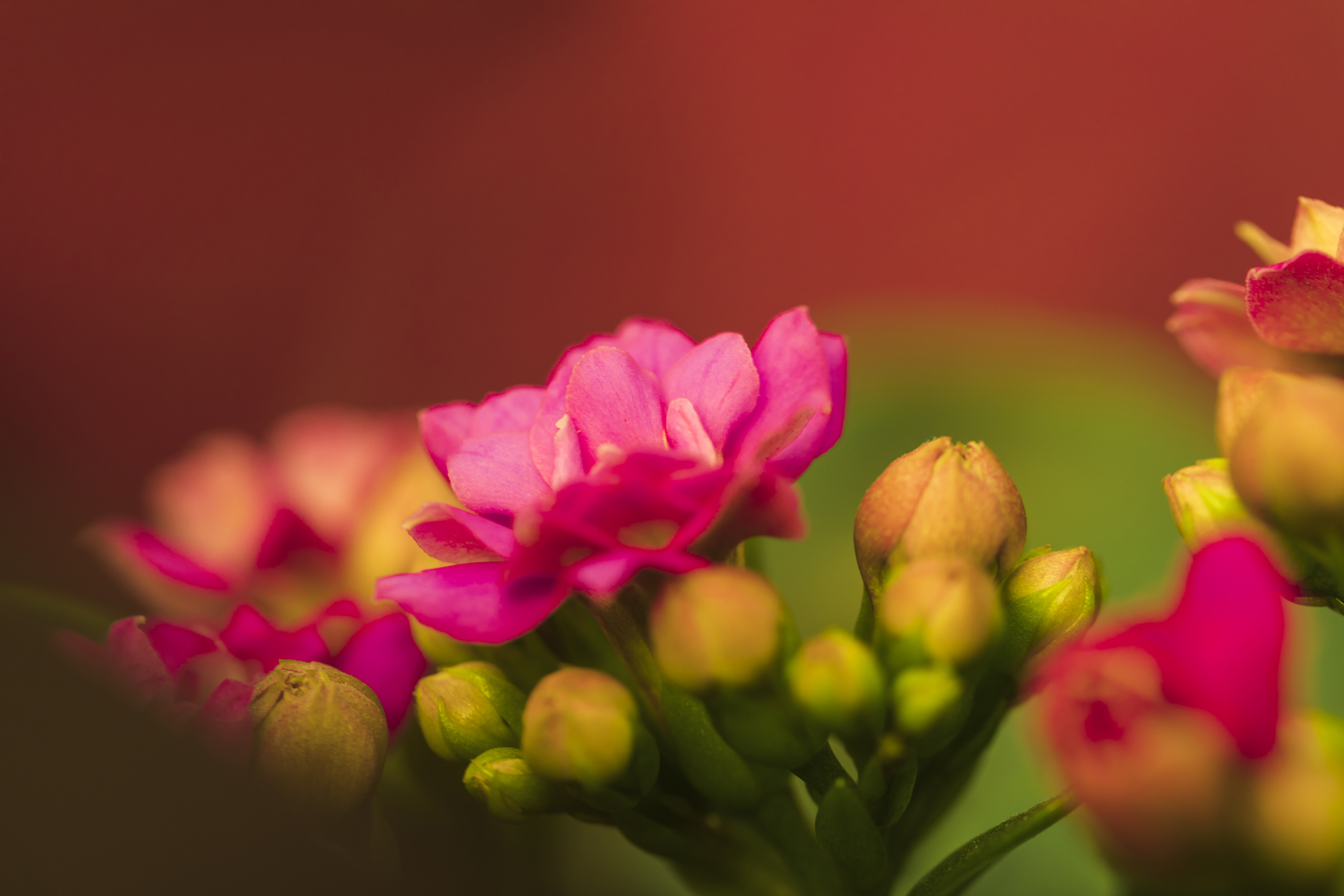 زهور