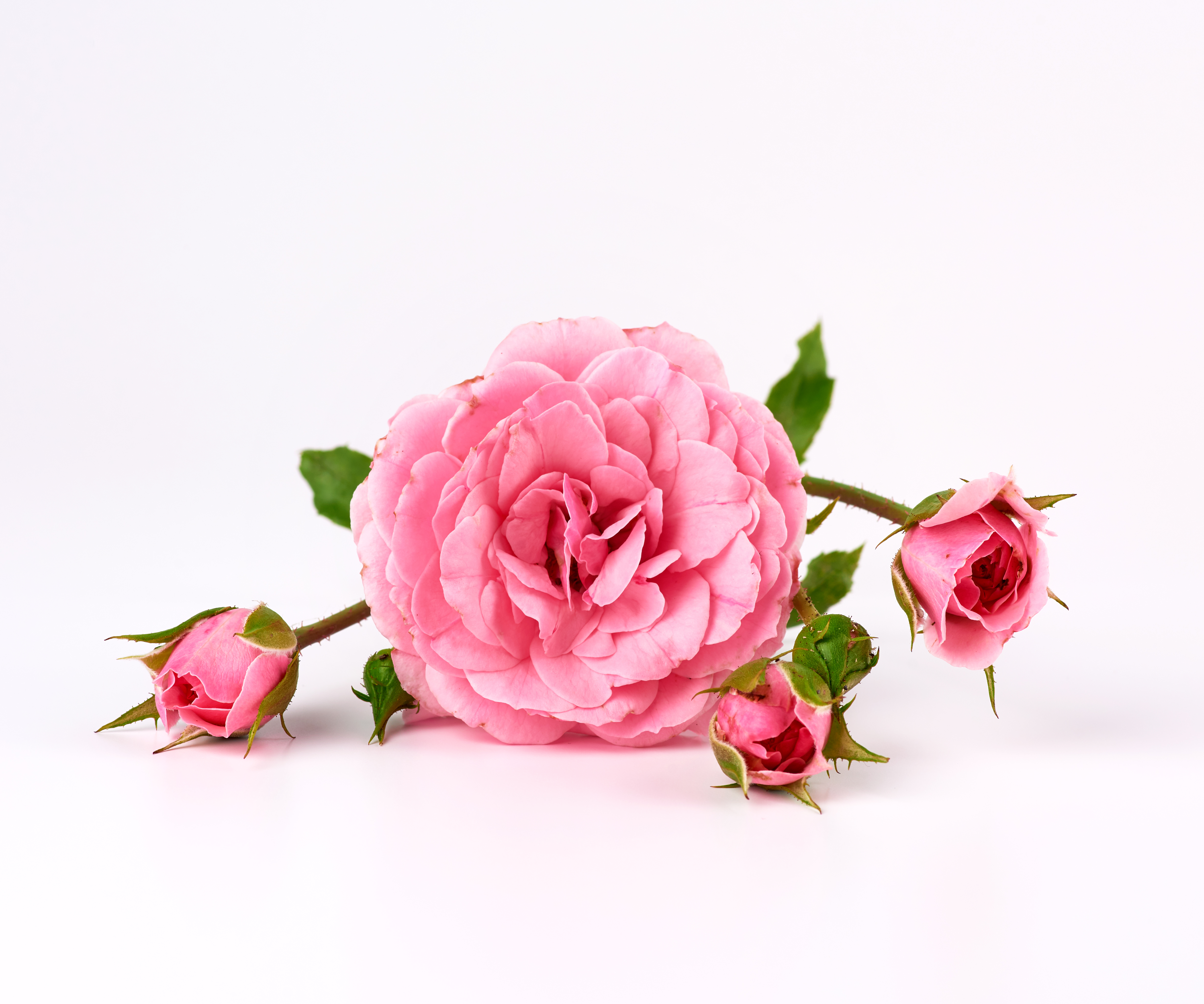 زهور