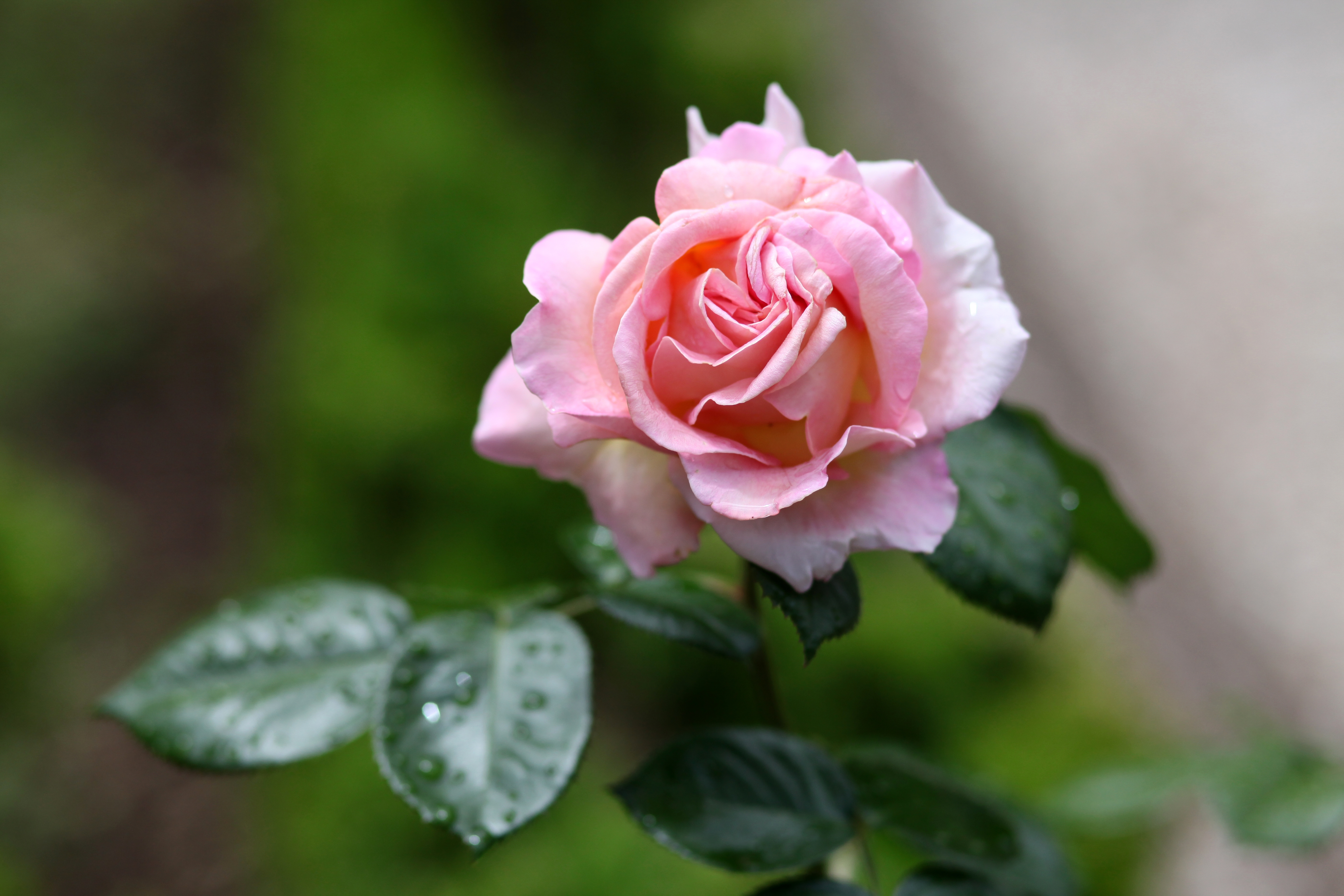 زهور