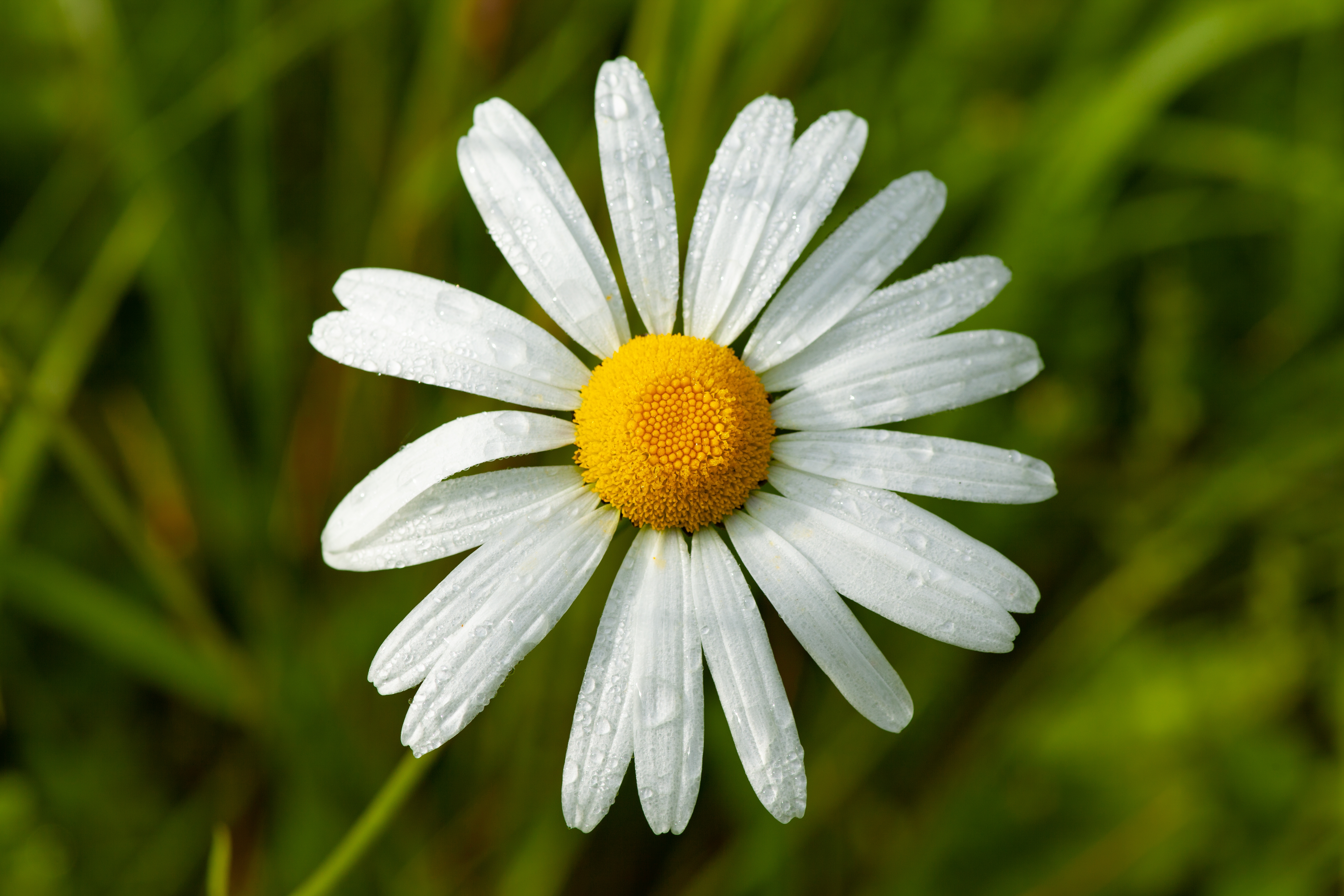 زهور