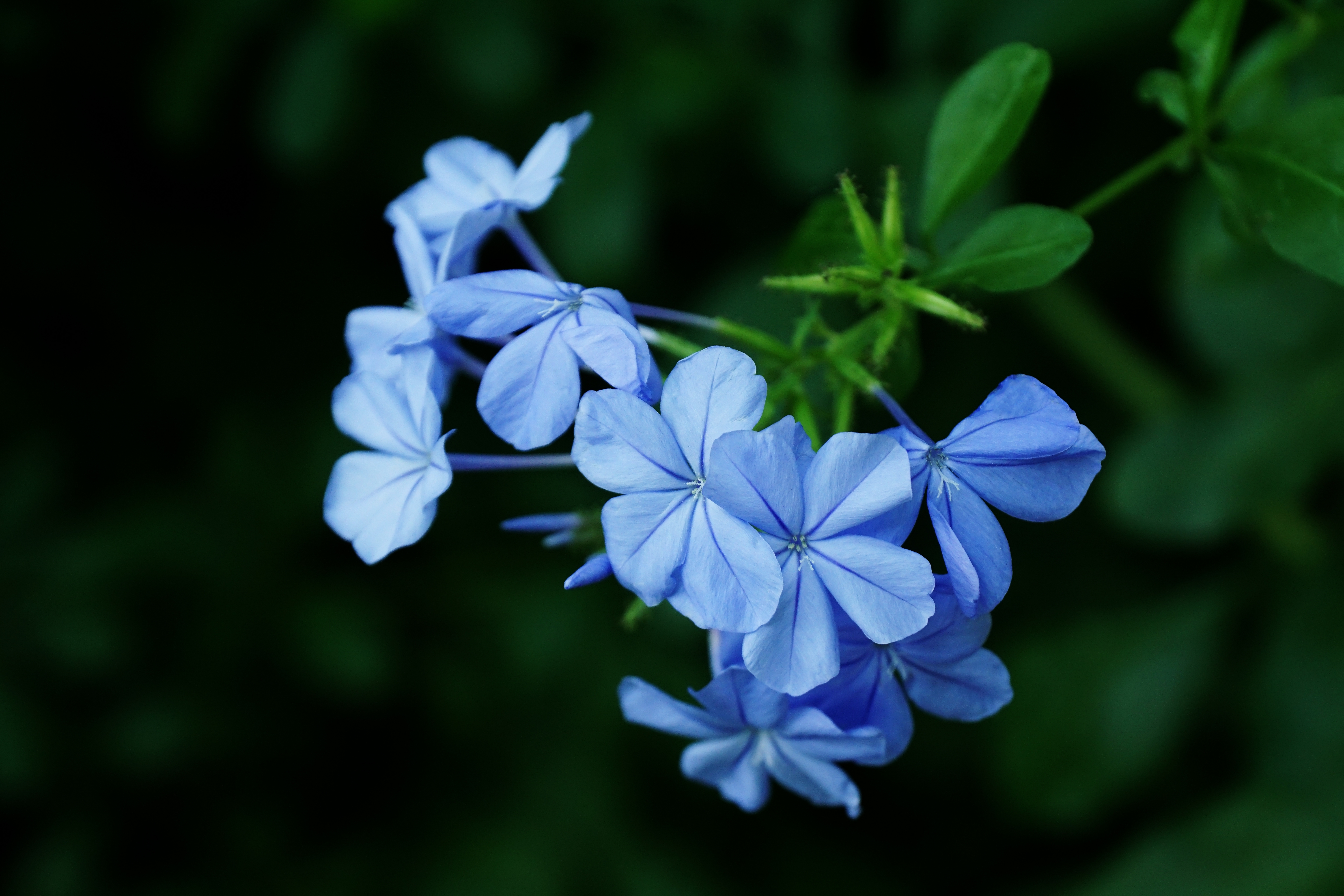زهور
