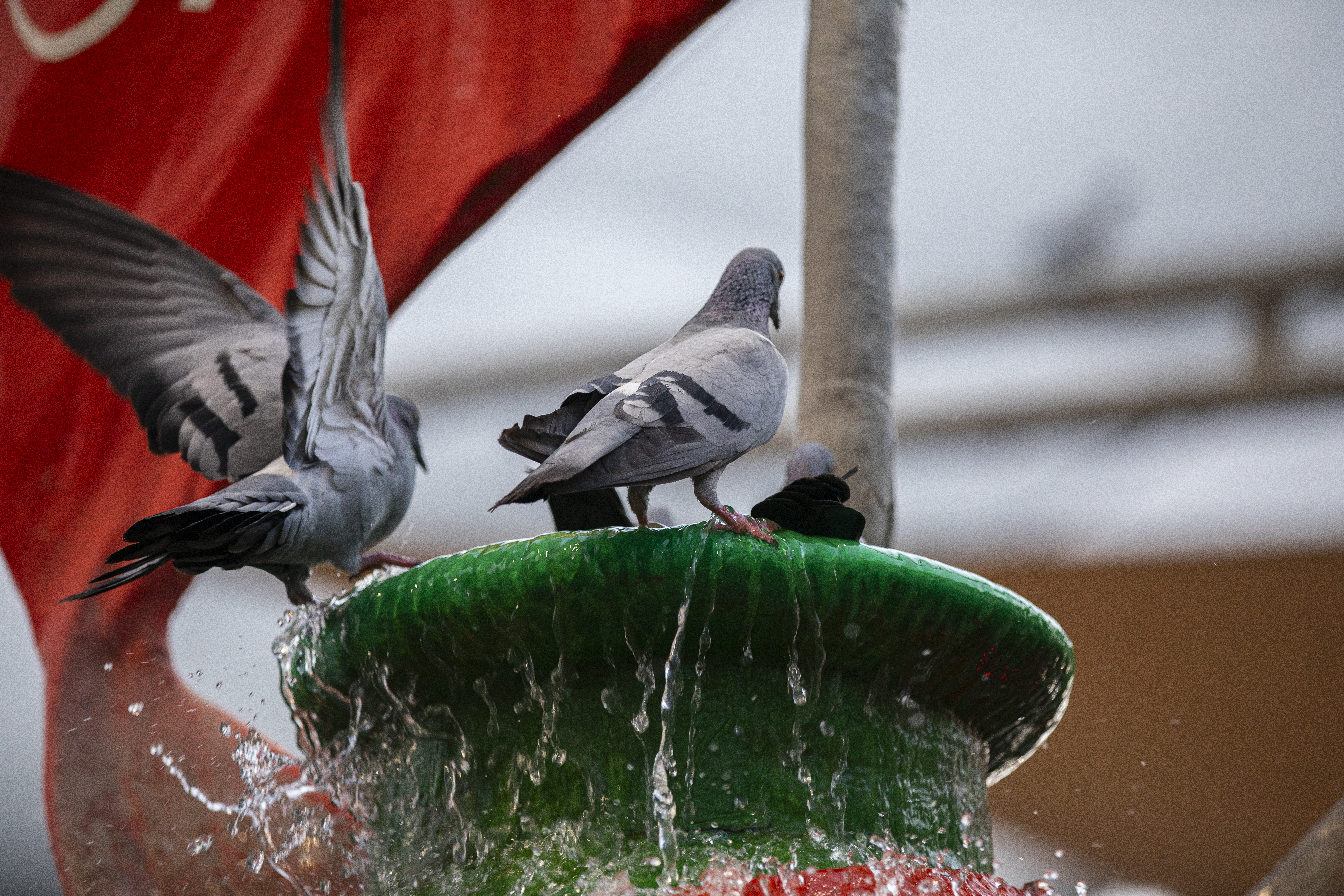 طيور صحن الامام الحسين علية السلام 