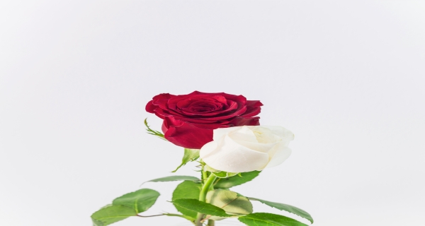 زهور