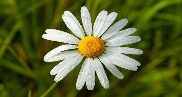 زهور
